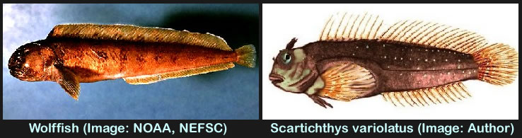 Wolffish to Scartichthys Variolatus Comparison